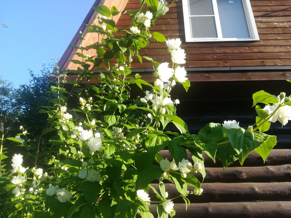 Зацвел махровый чубушник