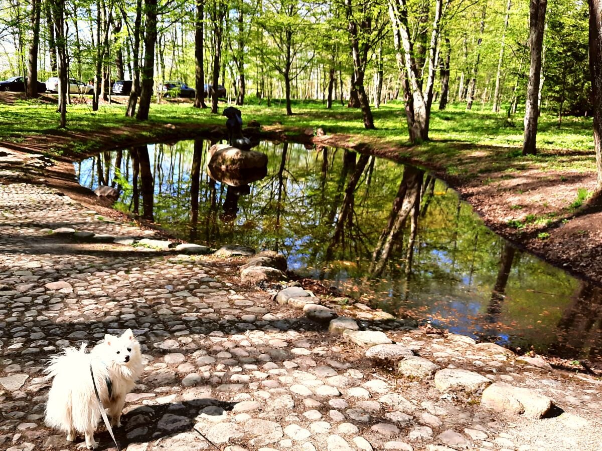 Старый парк вокруг Несвижского замка