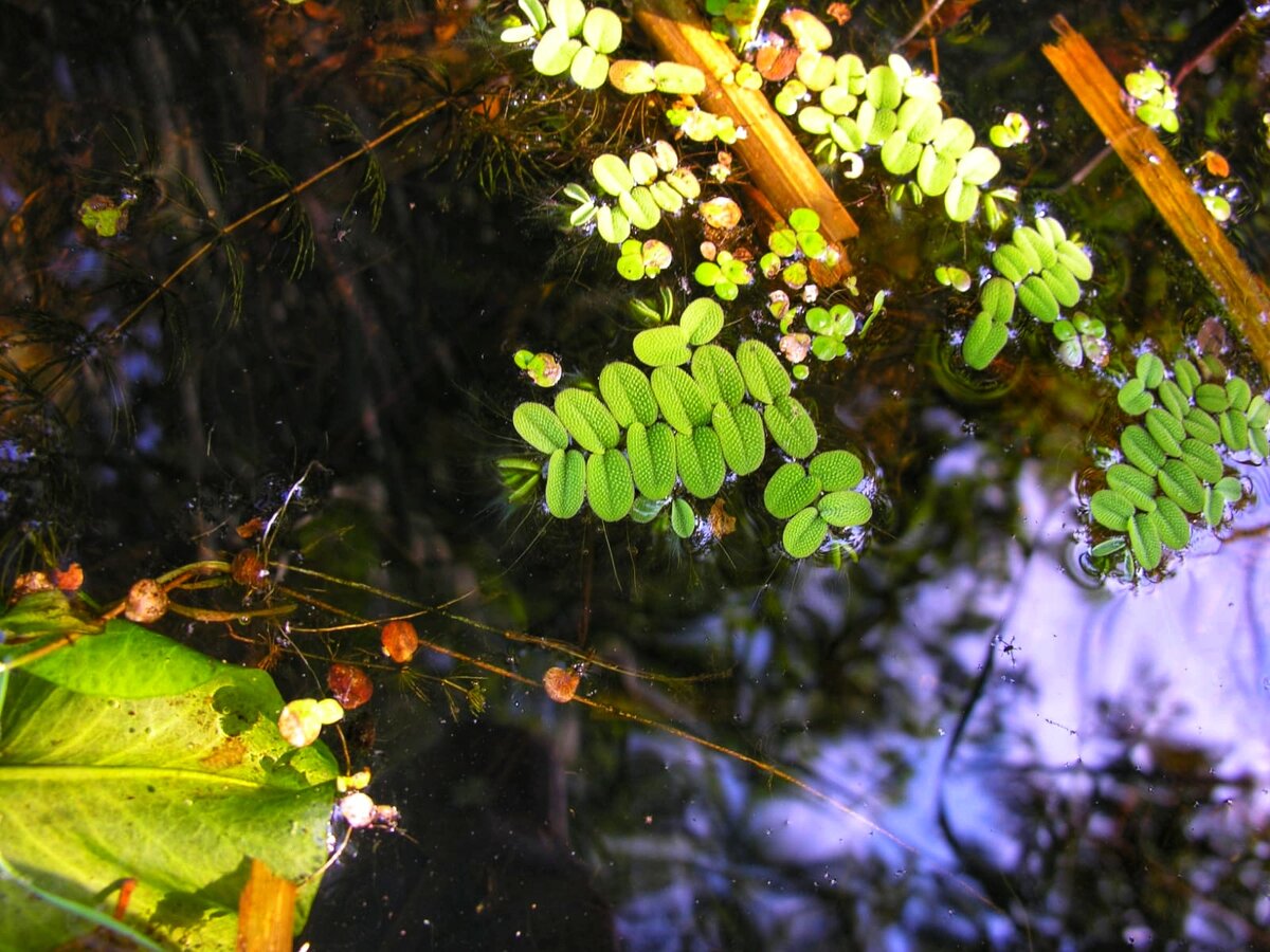 Сальвиния плавающая