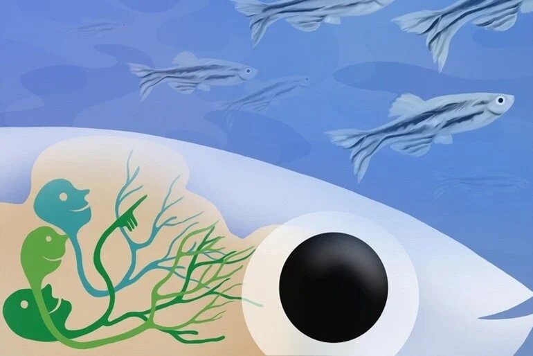    Вижу своих!MPI for Biological Intelligence, i.f. / Julia Kuhl