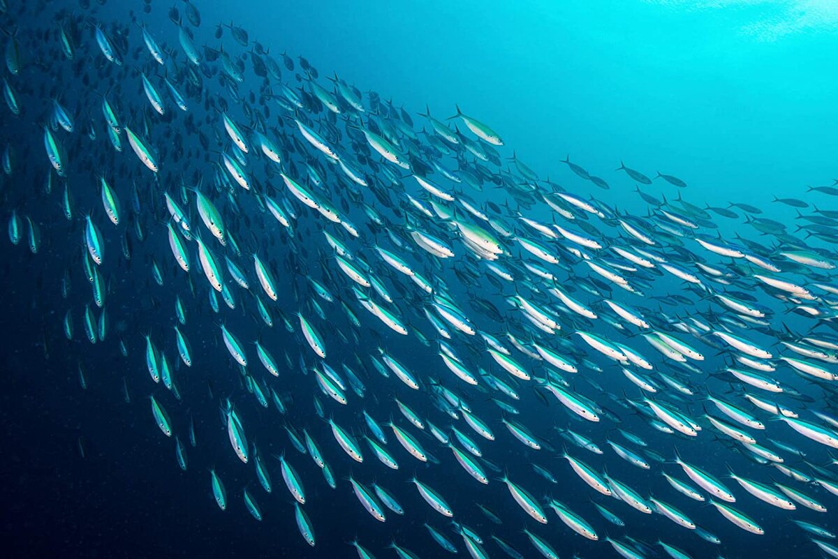 С полуострова Таврида рыба ловится СТАВРИДА🐟 | Барабуля Бар | Дзен