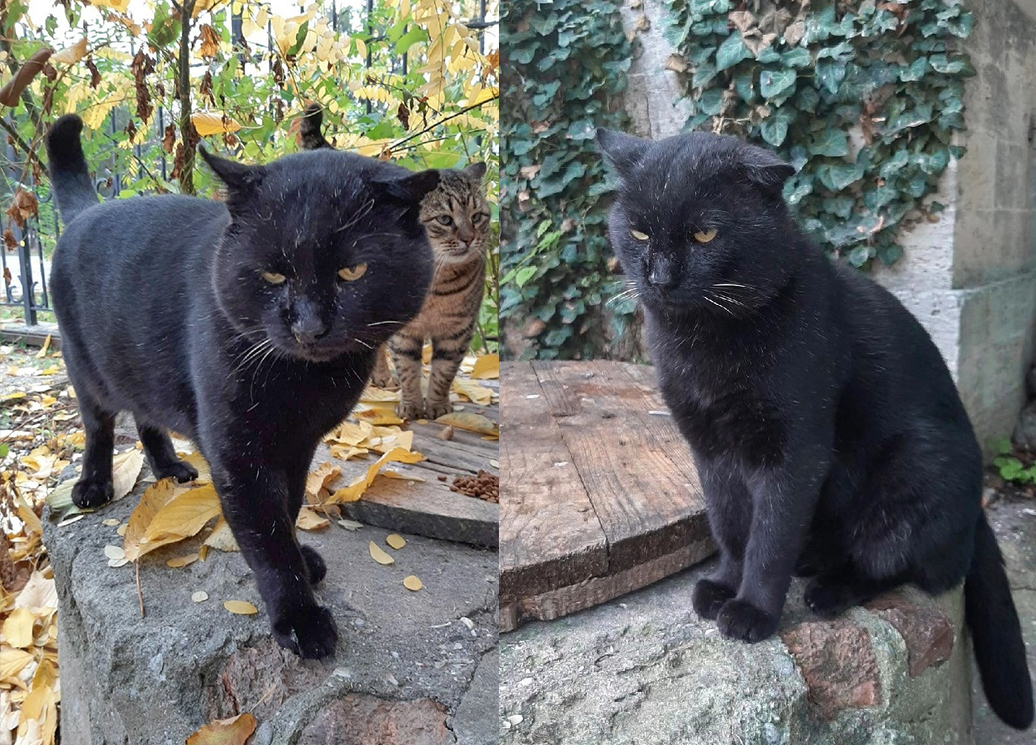 Знакомьтесь, Маврик из Херсонеса! Фото — «Коты Херсонеса». 