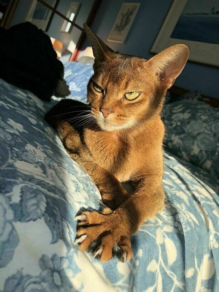 10 фото котов