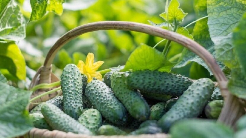 осенью, огурчики особенно вкусные