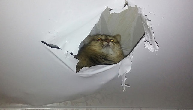Кот и натяжной потолок