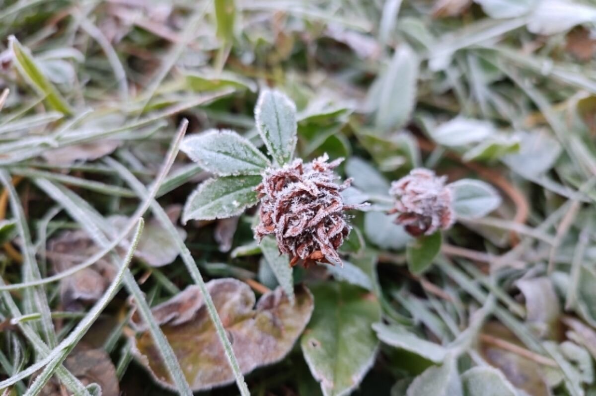    МЧС Прикамья предупреждает о заморозках до - 3 градусов