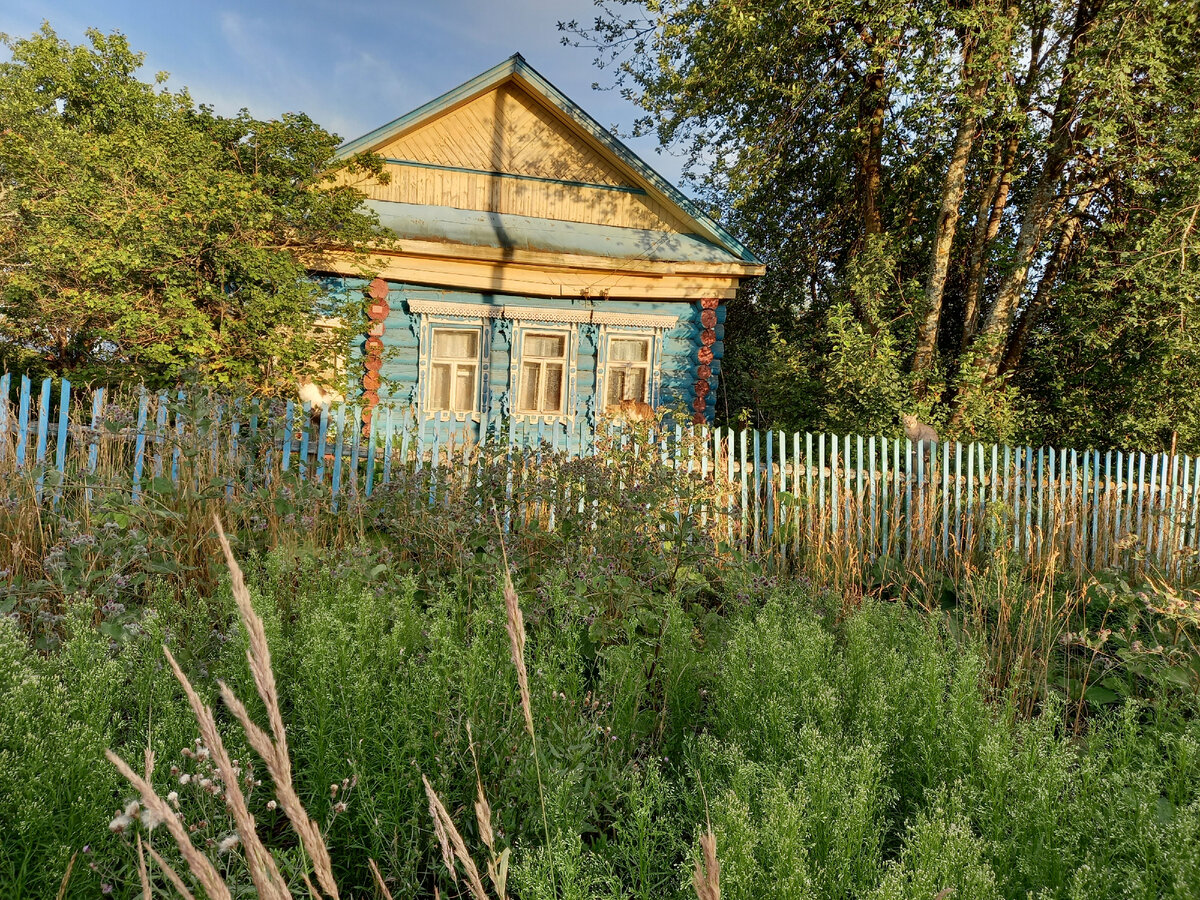Заросли у дома в д. Роговской