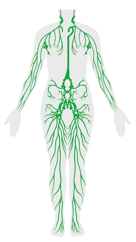 Лимфатическая система человека картинки