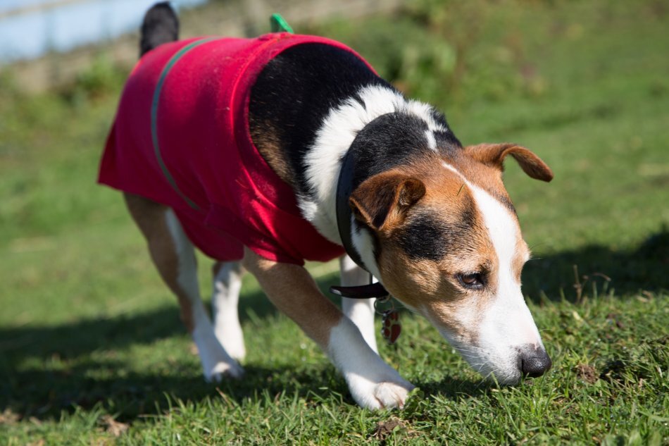 Немецкая овчарка