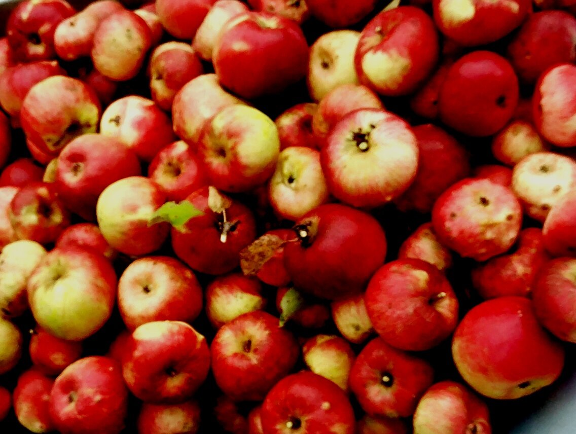 Фото автора, урожай яблок