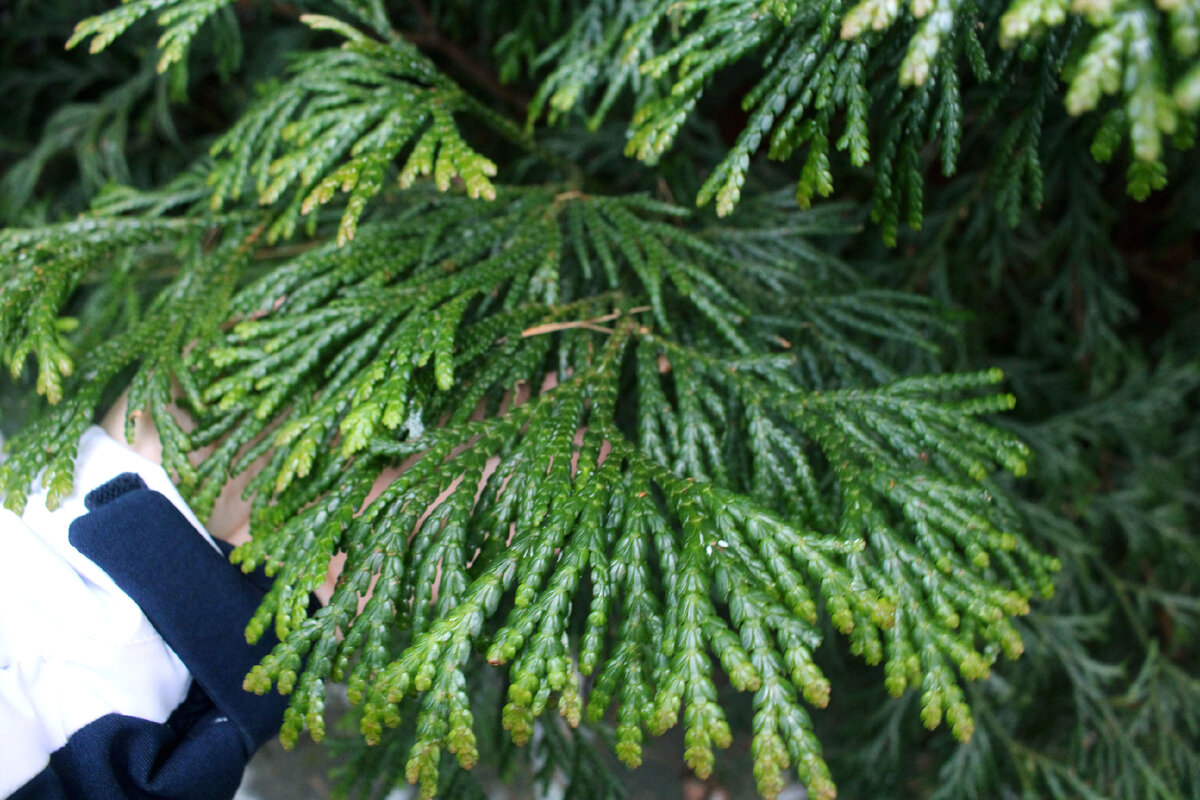 Северное хвойное. Туя Ауреоспиката. Туя Западная Ауреоспиката. Thuja occidentalis 'Aureospicata'. Туя Западная Thuja occidentalis Aureospicata.