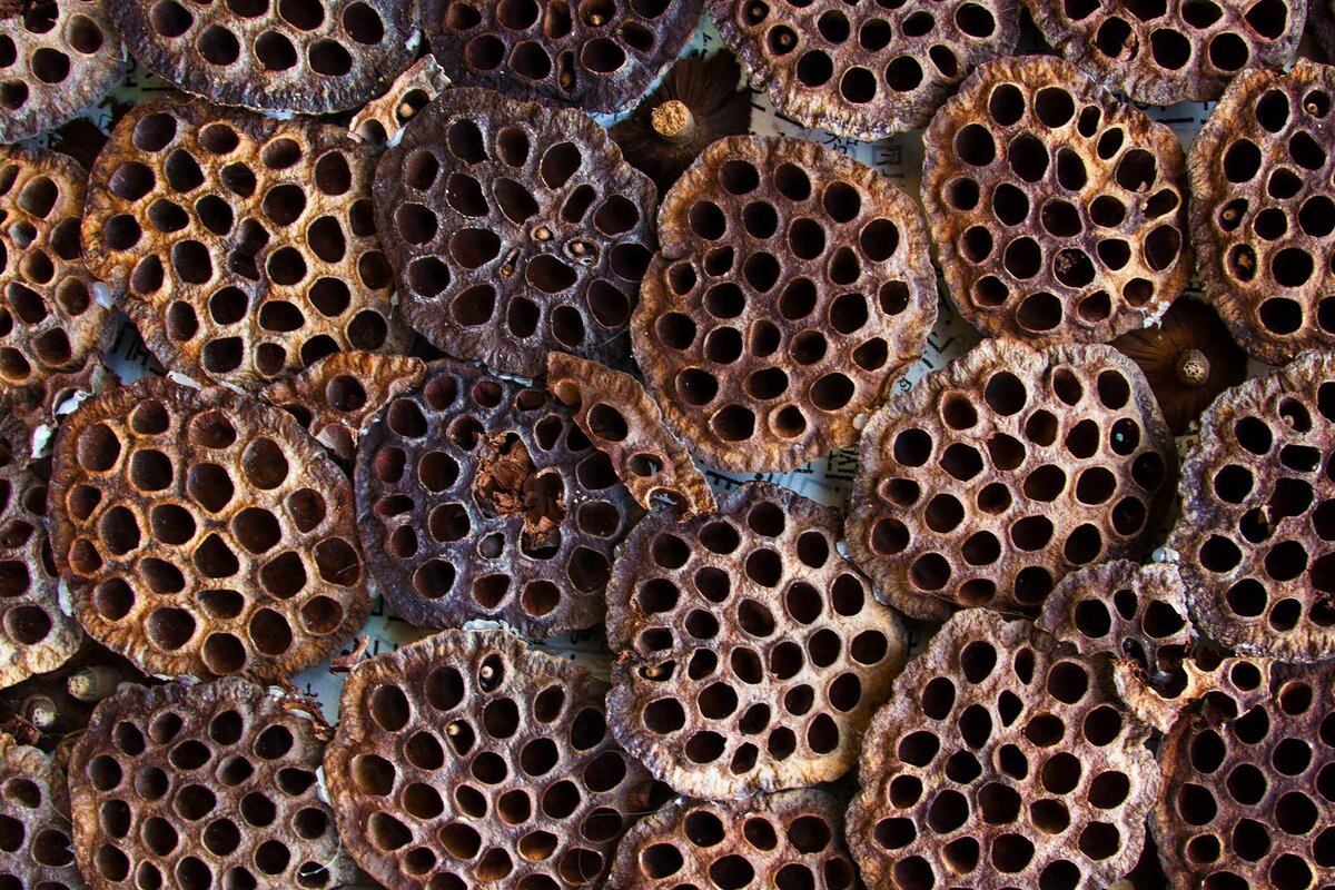     Почему люди боятся дырок или что стоит за трипофобией