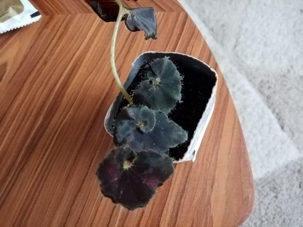 Моя малютка - бегония Чёрная мамба. Фото автора.