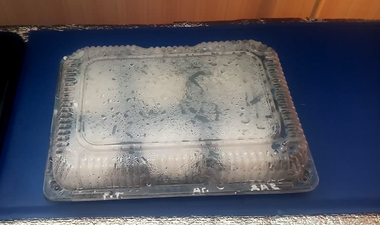 проращиваю семена разных сортов лука