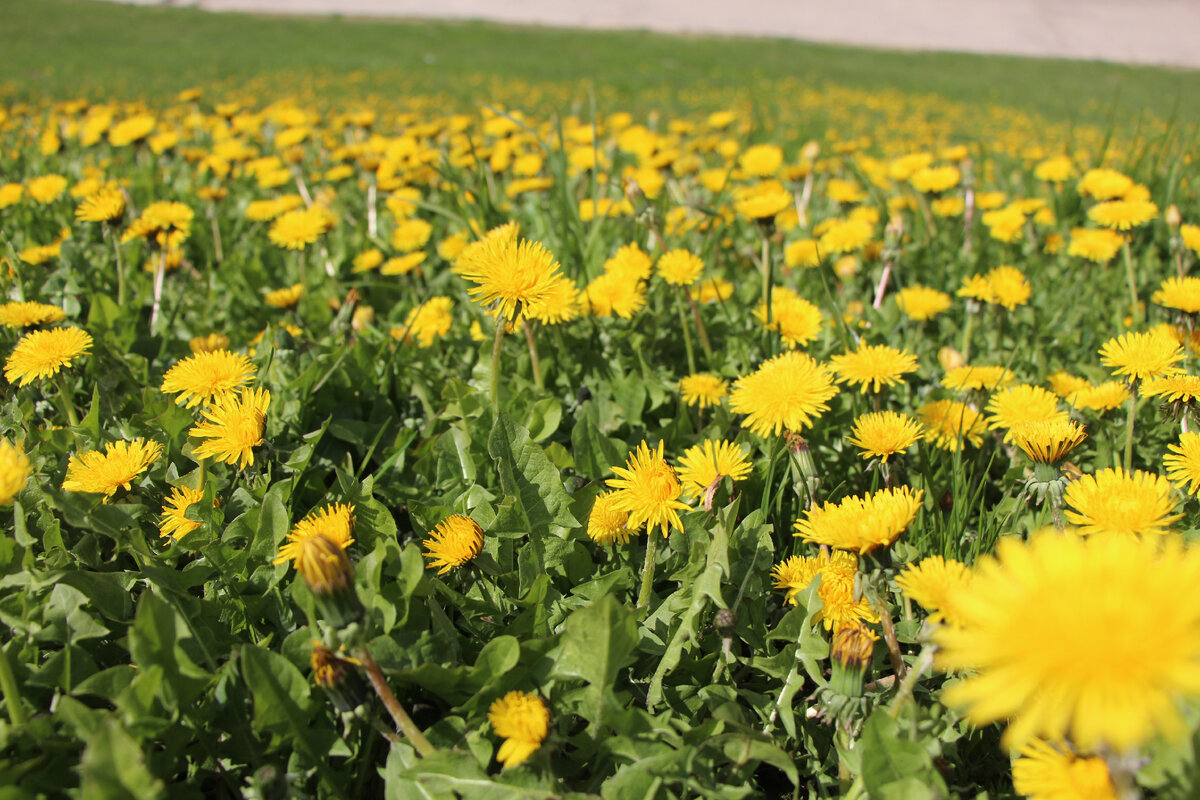 просто одуванчики для поднятия настроения. фото автора