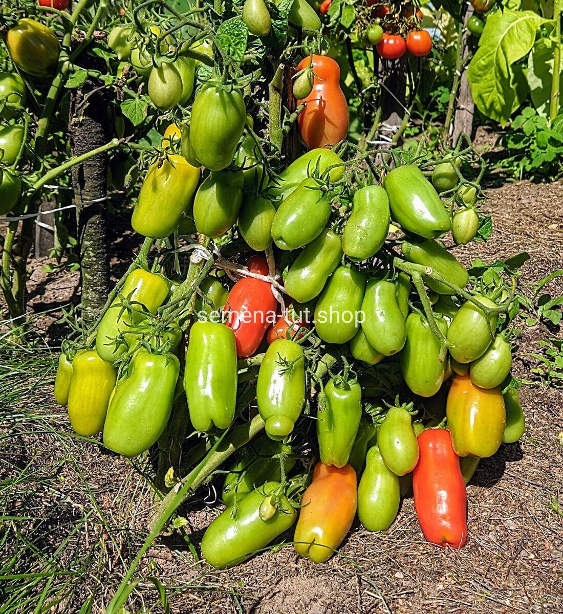 Сорт томата Дрова. Фото с нашего сайта https://semena-tut.shop/tproduct/496731002-890964945991-tomat-drova