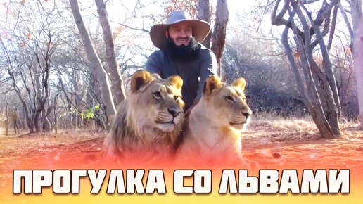 Прогулка со львами 🦁 без страха и грусти | Муфтий Менк