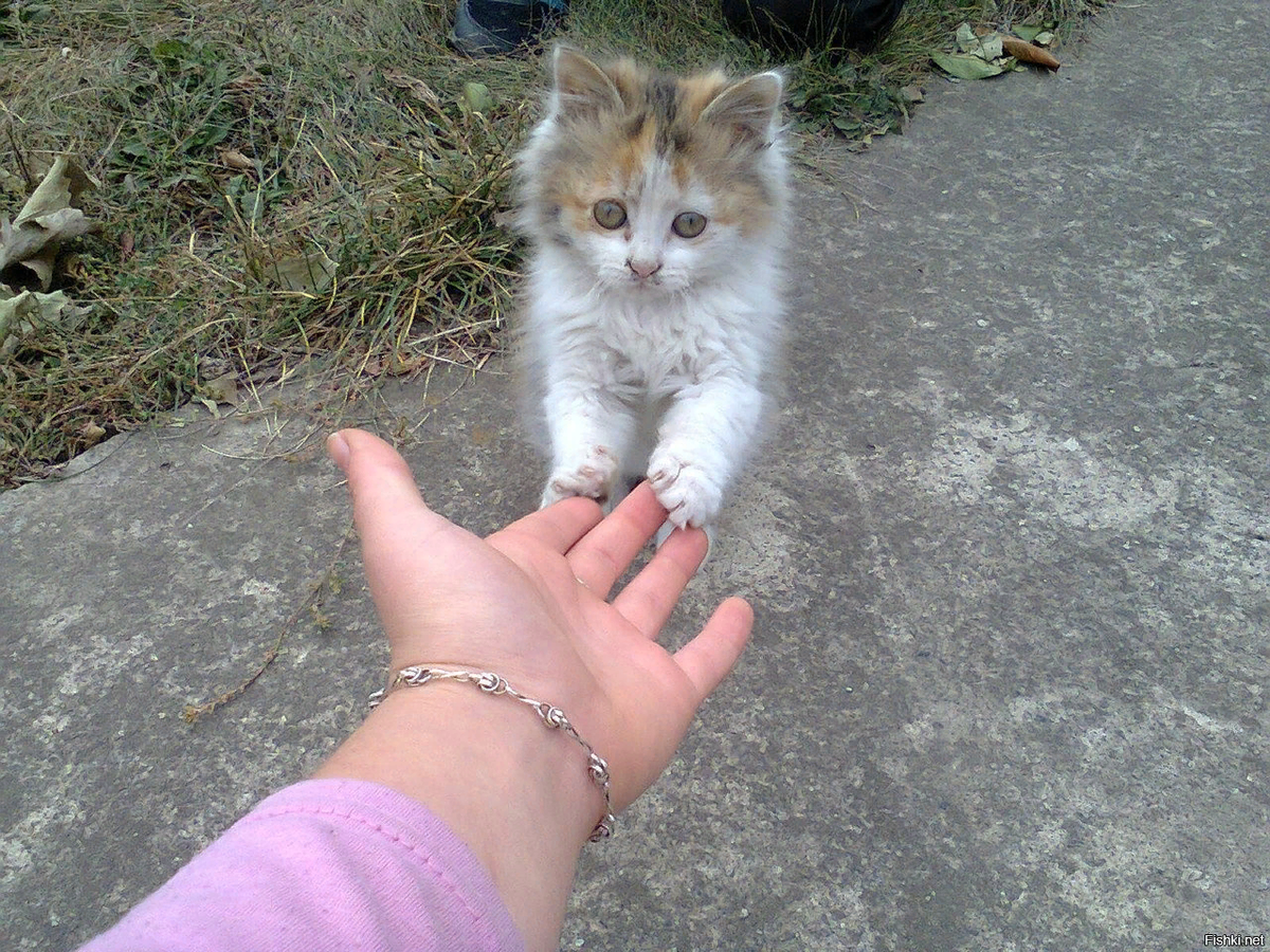 Забери кота домой. Бездомный котенок на руках. Подобрала бездомного котенка. Подобрали котенка с улицы. Бездомный котенок и человек.