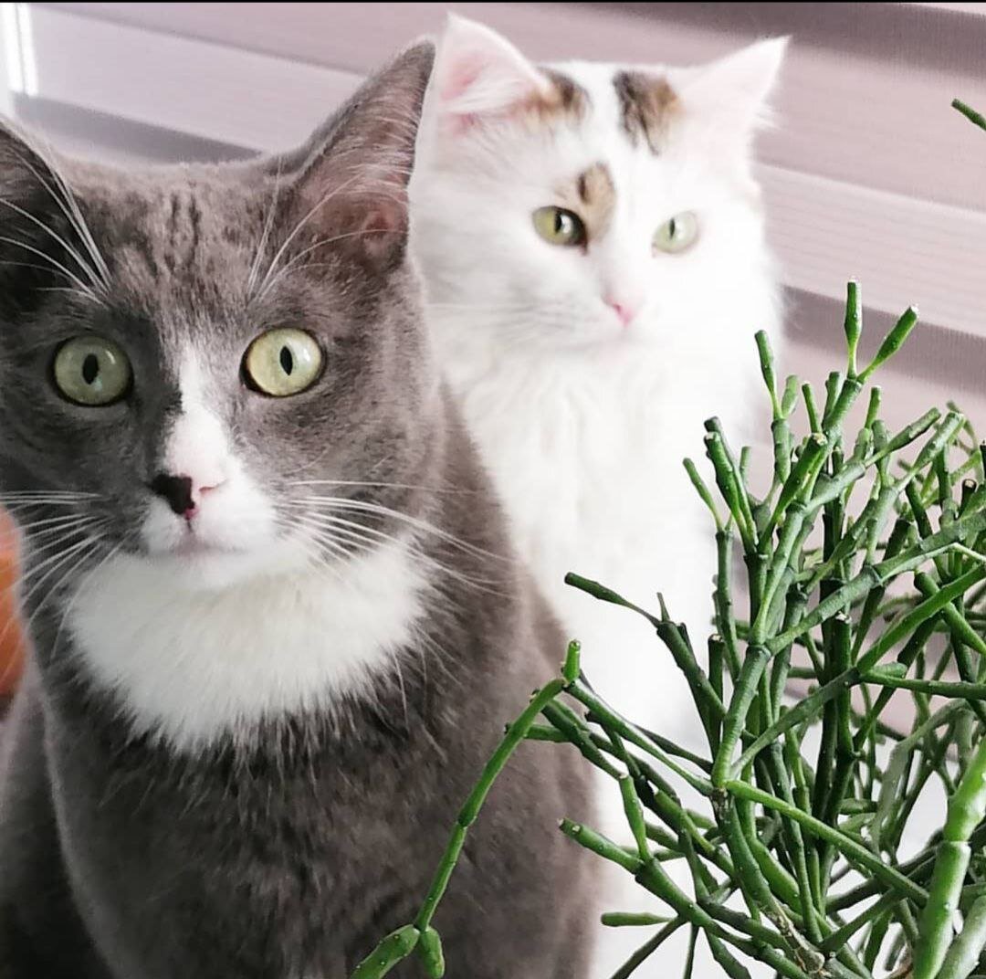 Нарисовались не сотрешь