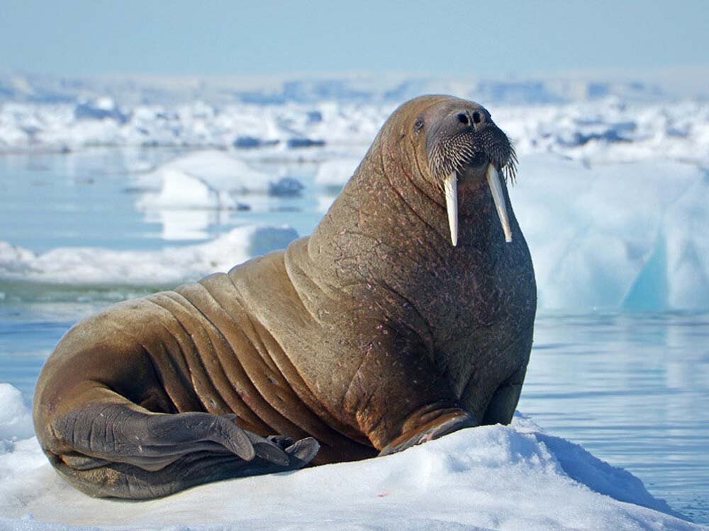 Морж (Odobenus rosmarus).