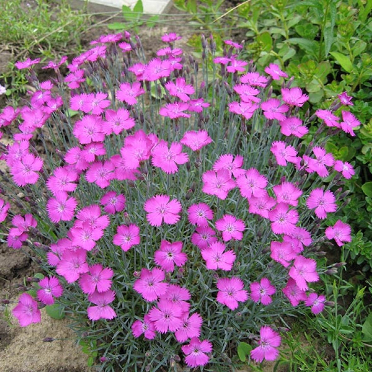 Гвоздика Альпийская Dianthus Alpinus