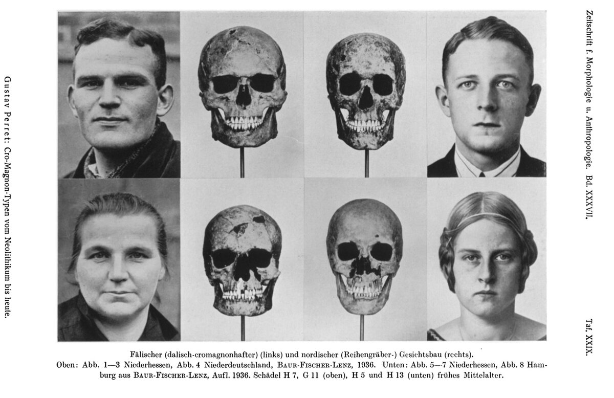 Фальская (слева) и нордическая (справа) малые европейские "расы" в представлении немецкого евгениста Х. Гюнтера (1891-1968). Фальскую антропологическую группу отличает массивный и широкий, "примитивный" кроманьонский череп, тогда как "правильный" арийский череп должен быть длинным и с узким лицом. Иллюстрация из статьи Gustav Perret "Cro-Magnon-Typen vom Neolithikum bis heute" (1937).