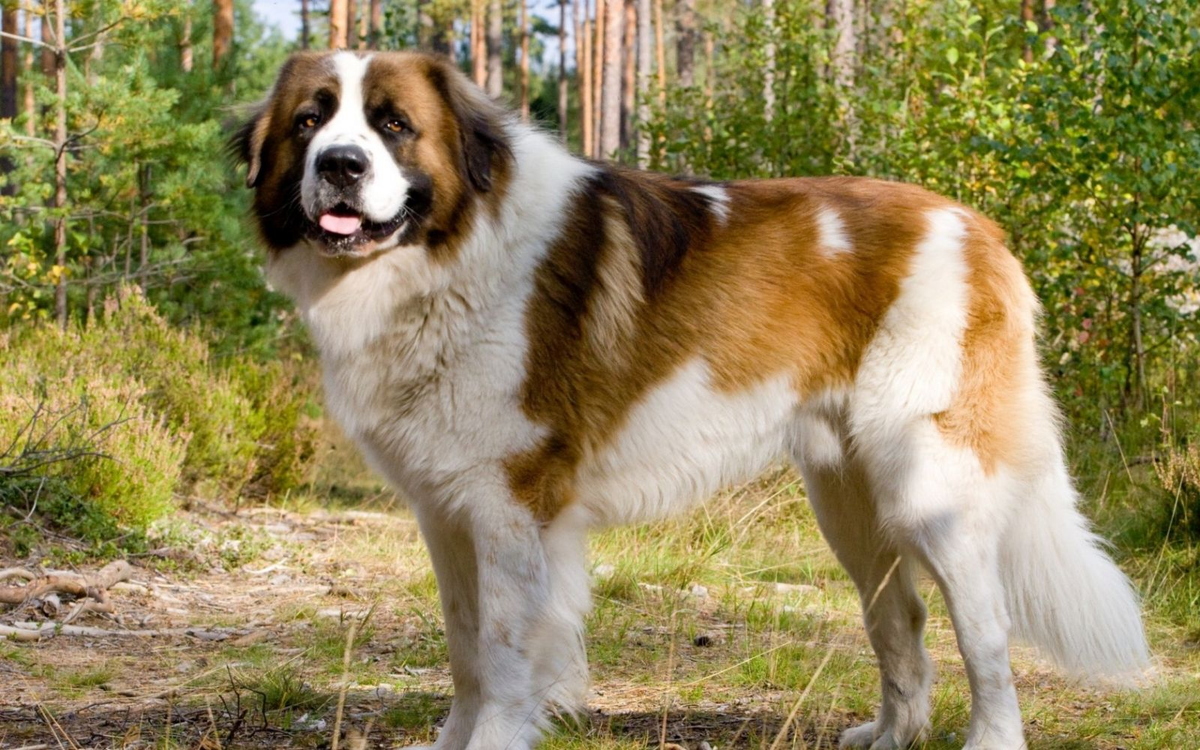 МС. Источник фото: kot-pes.com