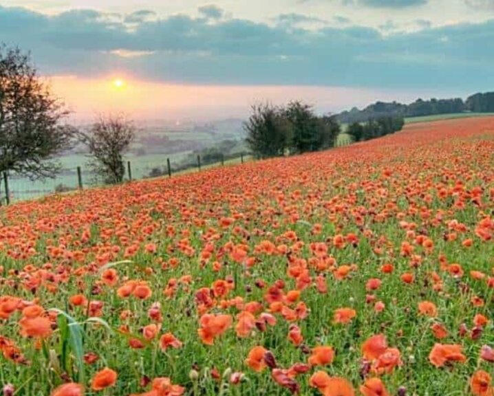 Яндекс. Картинки 