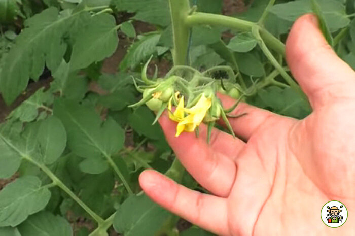 Начинают завязываться плоды