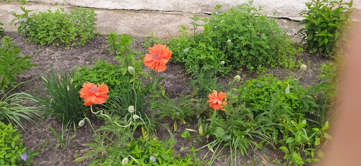 Мак многолетний. Махровый.