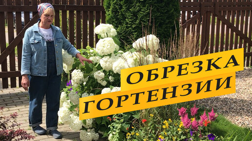 Гортензия древовидная. Обрезка к зиме.