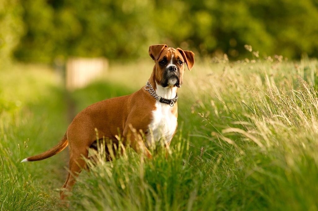 5 - Боксёр.  Высота в холке : 53 - 64 см. Вес : 25 - 32 кг