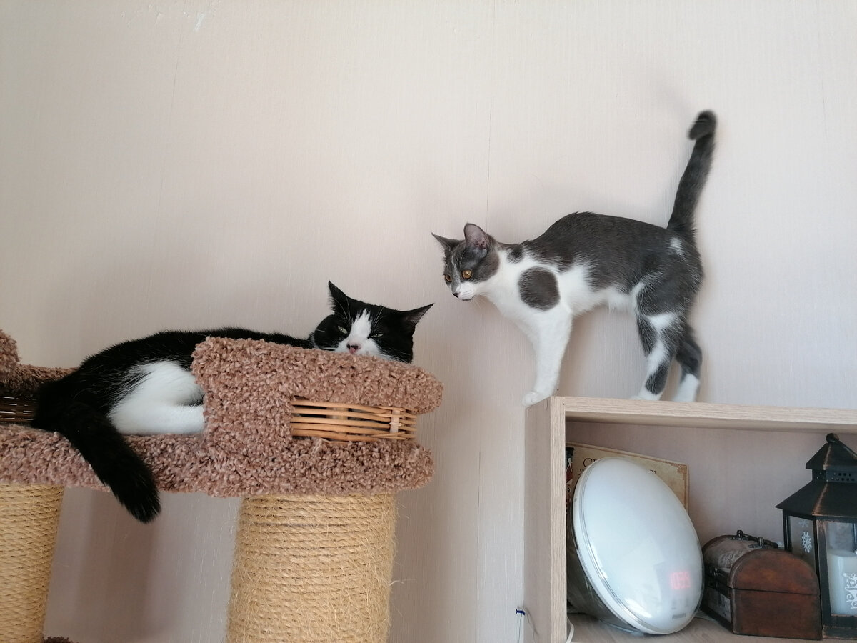 Что за глупые вопросы с утра!