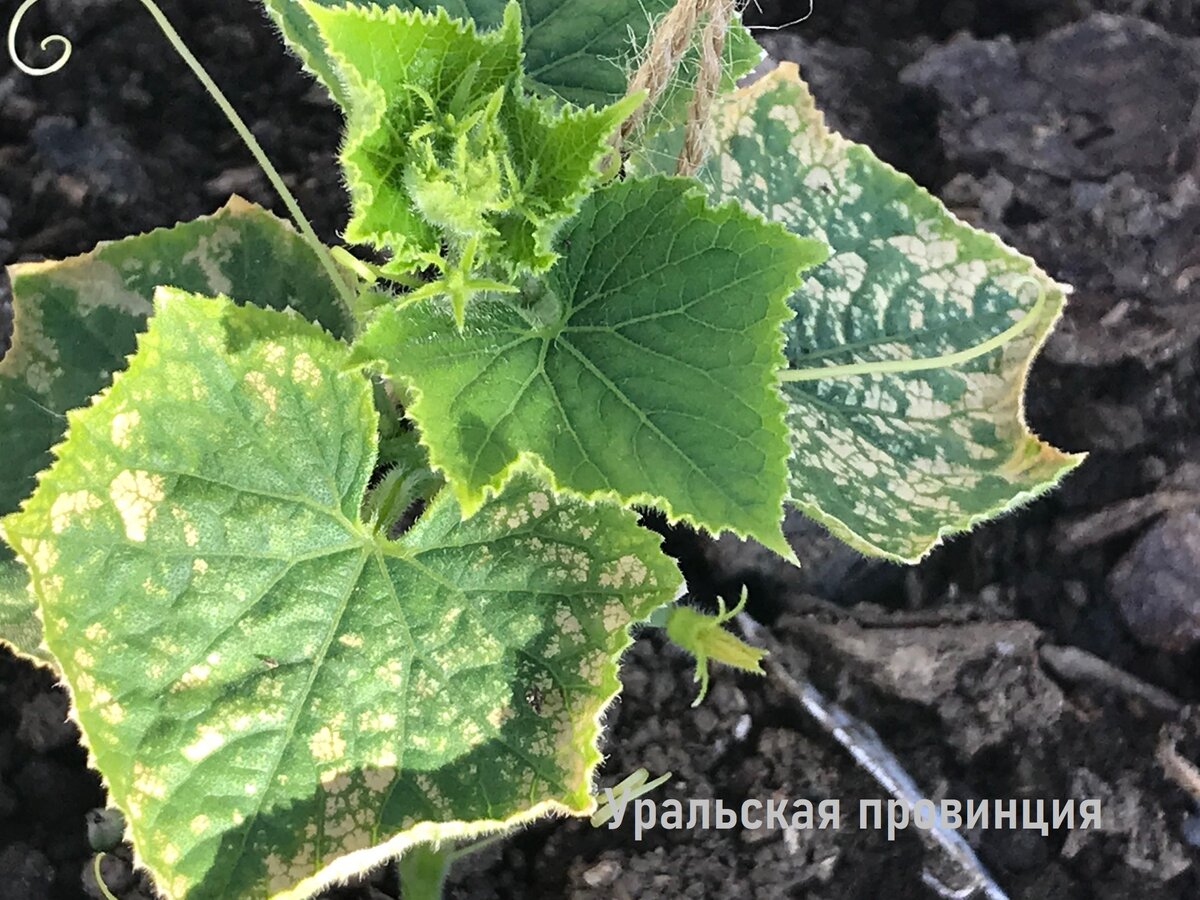 Существенный дефицит магния - поражается большая часть листовой пластины