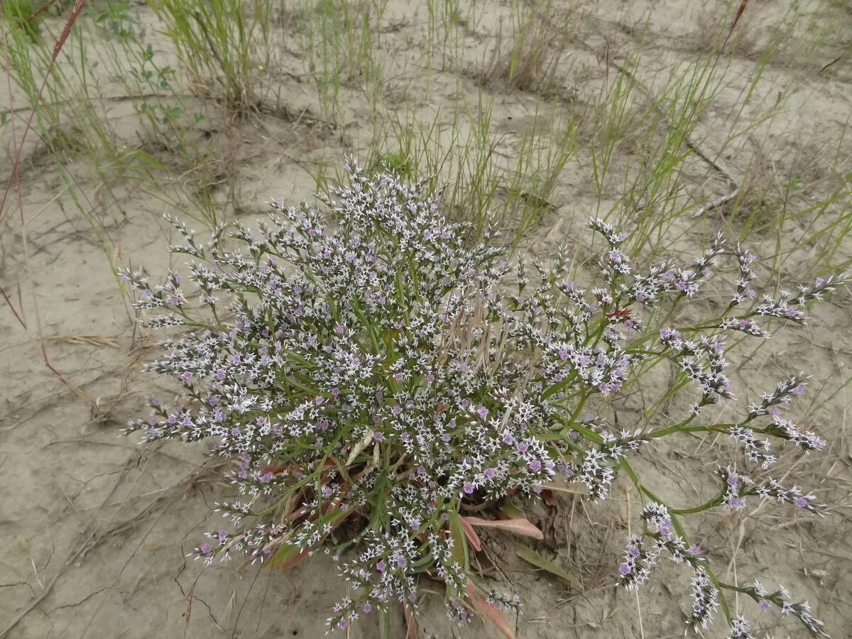 Goniolimon tataricum
