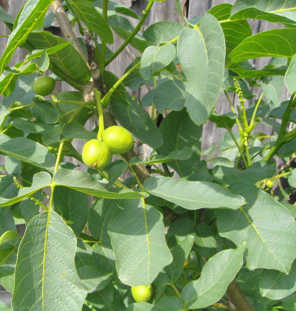 (орех грецкий)