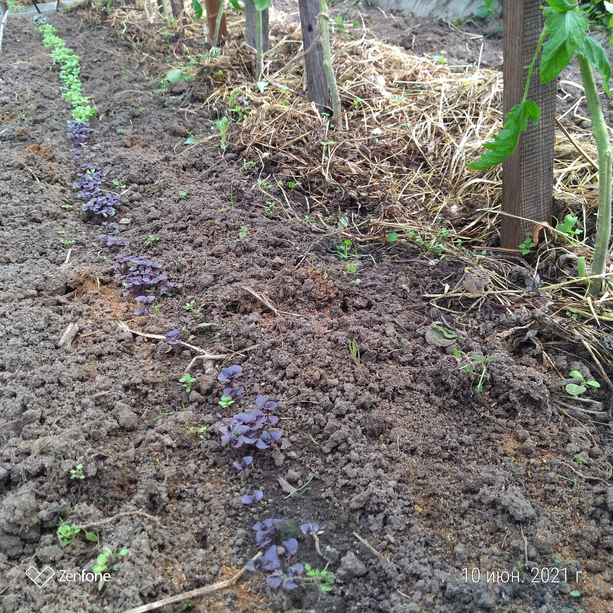 Фото автора статьи мой базилик в теплице рядом с томатами