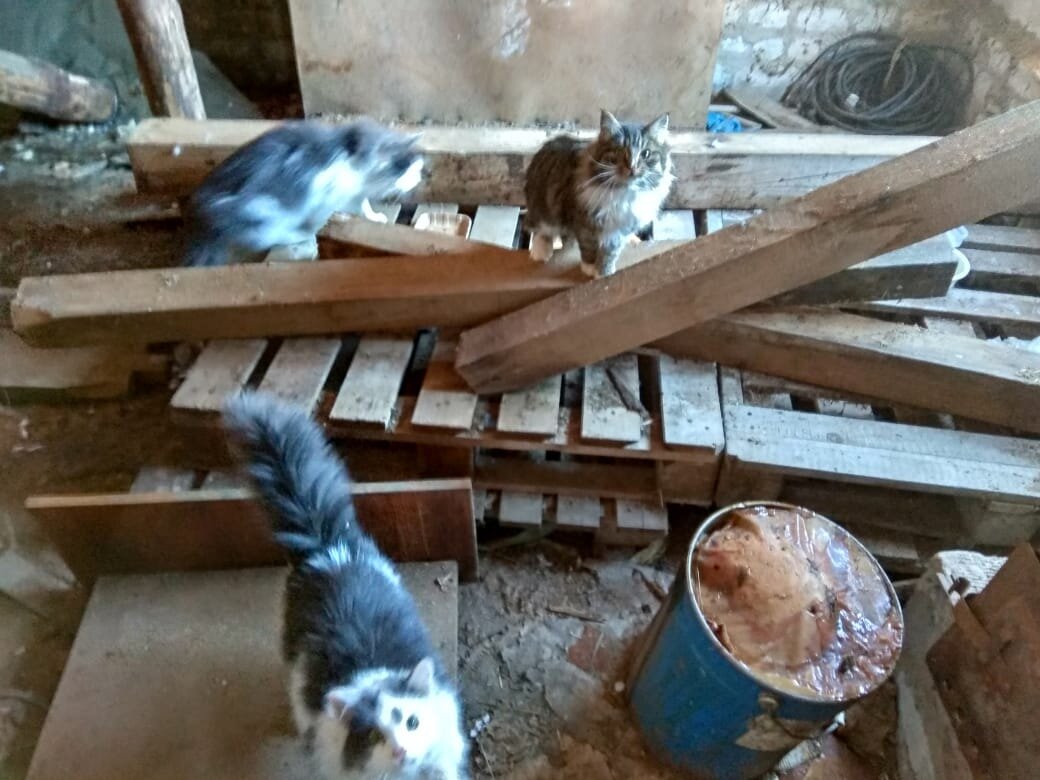 Вот из-за них всё началось