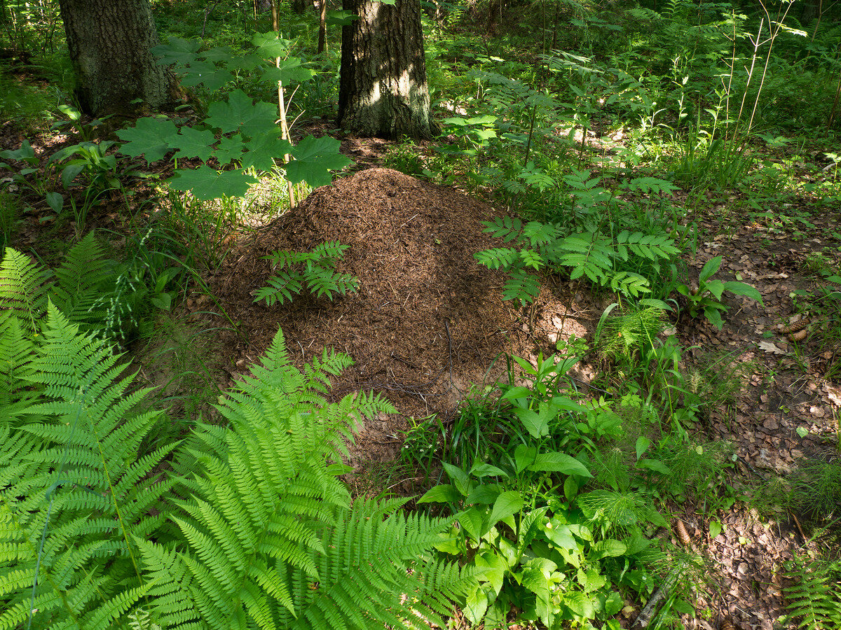 Муравейник возле аллеи