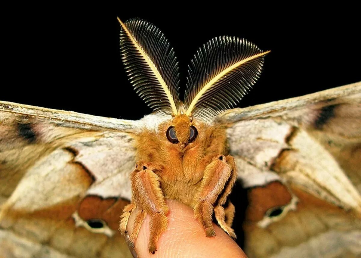 Вот эта очаровашка тоже моль.