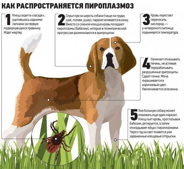 Пироплазмоз - коварное заболевание. Без терапии смертность 98%. Фото: https://dogbuldog.ru/