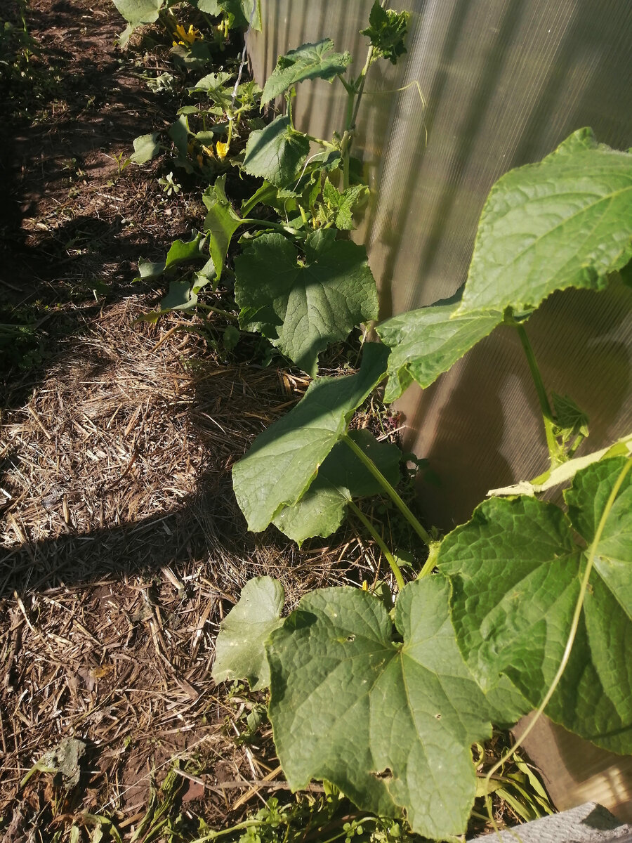 Огурцы на теплице 