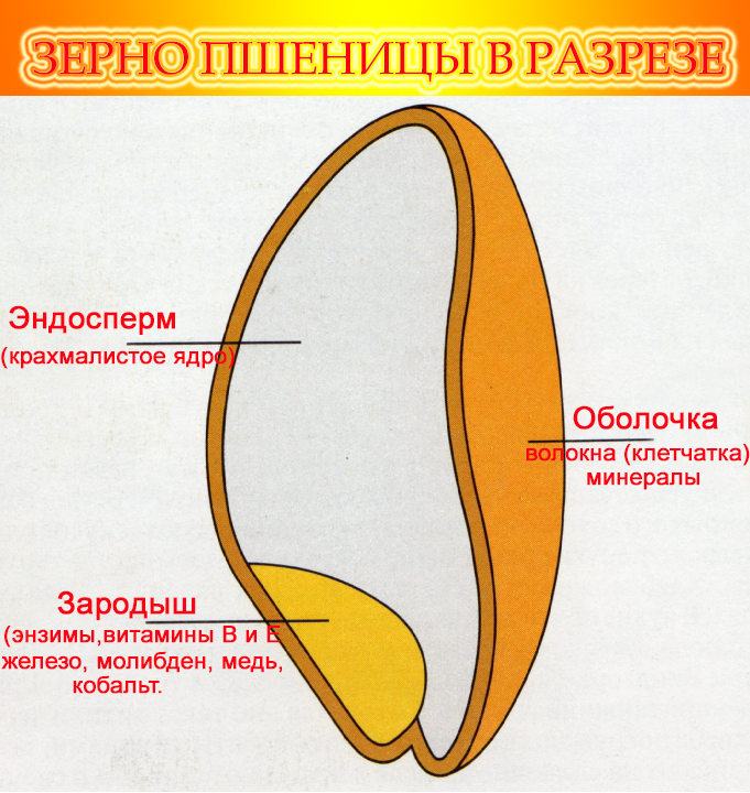 Простой вариант строения. Иллюстрация автора.