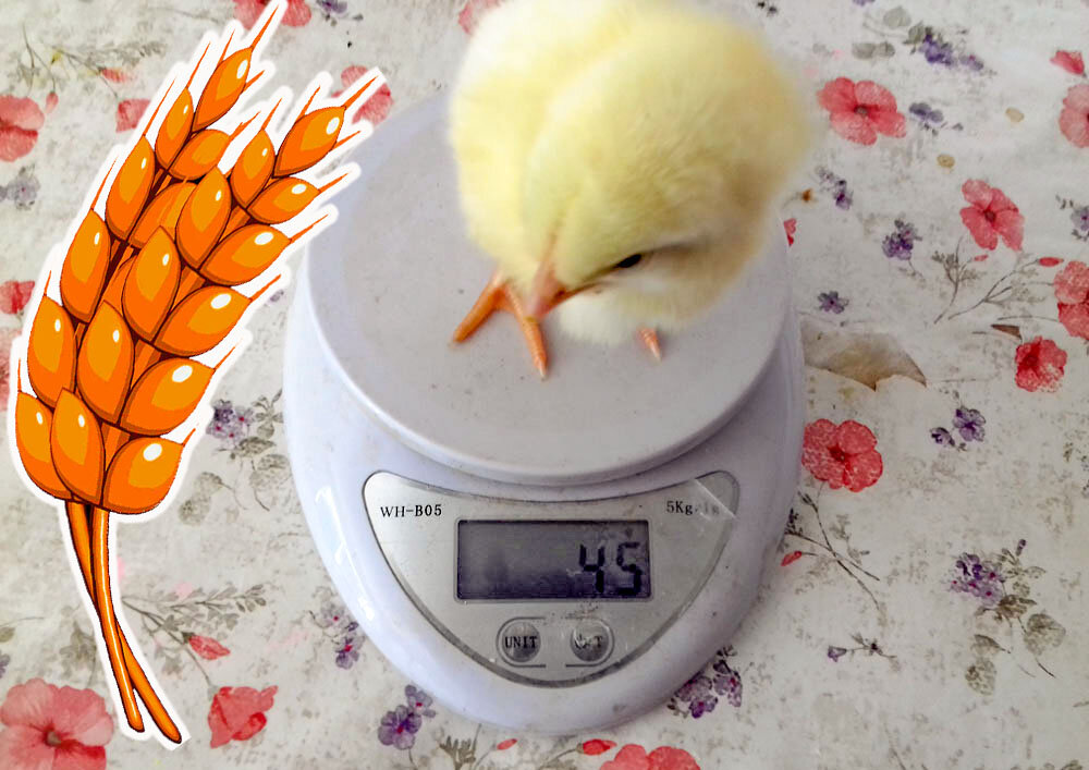 Суточный бройлер