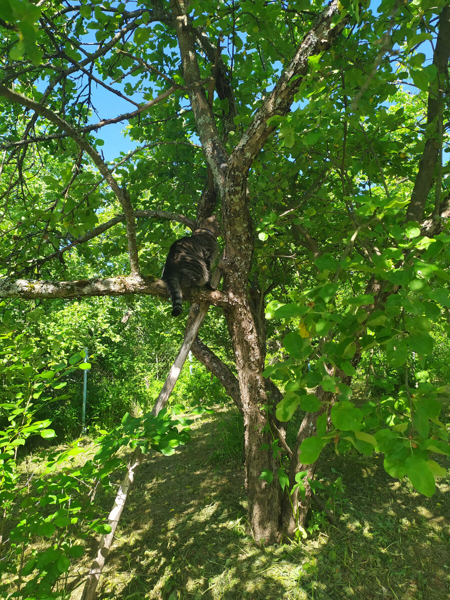 Повернись, Дора - говорю. Даже ухом не ведет)  Фото из личного архива. 