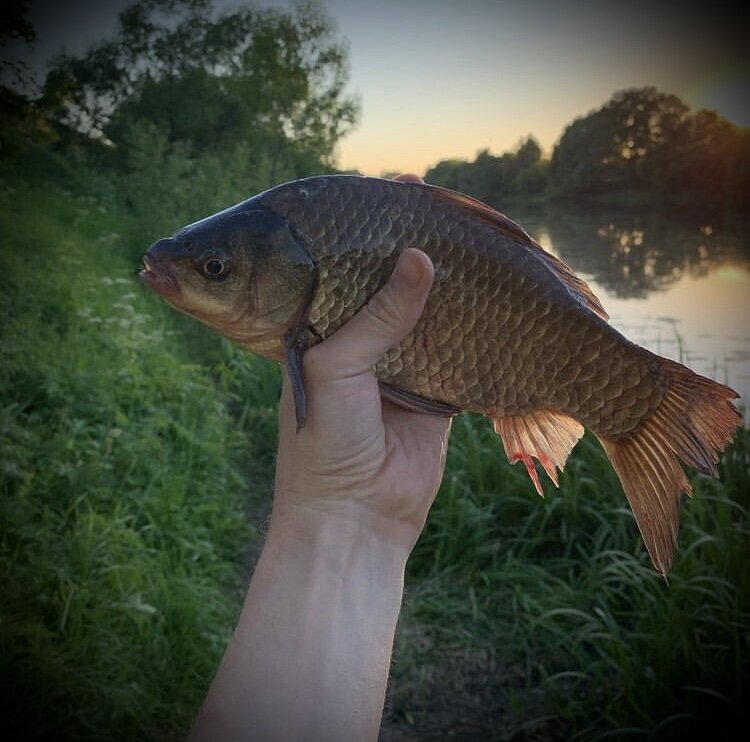 Ловля карася в жару