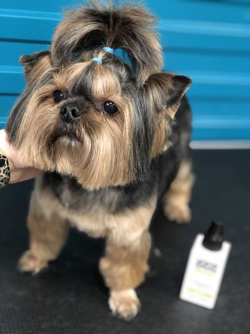 Используйте качественный когтерез во избежание дискомфорта вашего любимца.