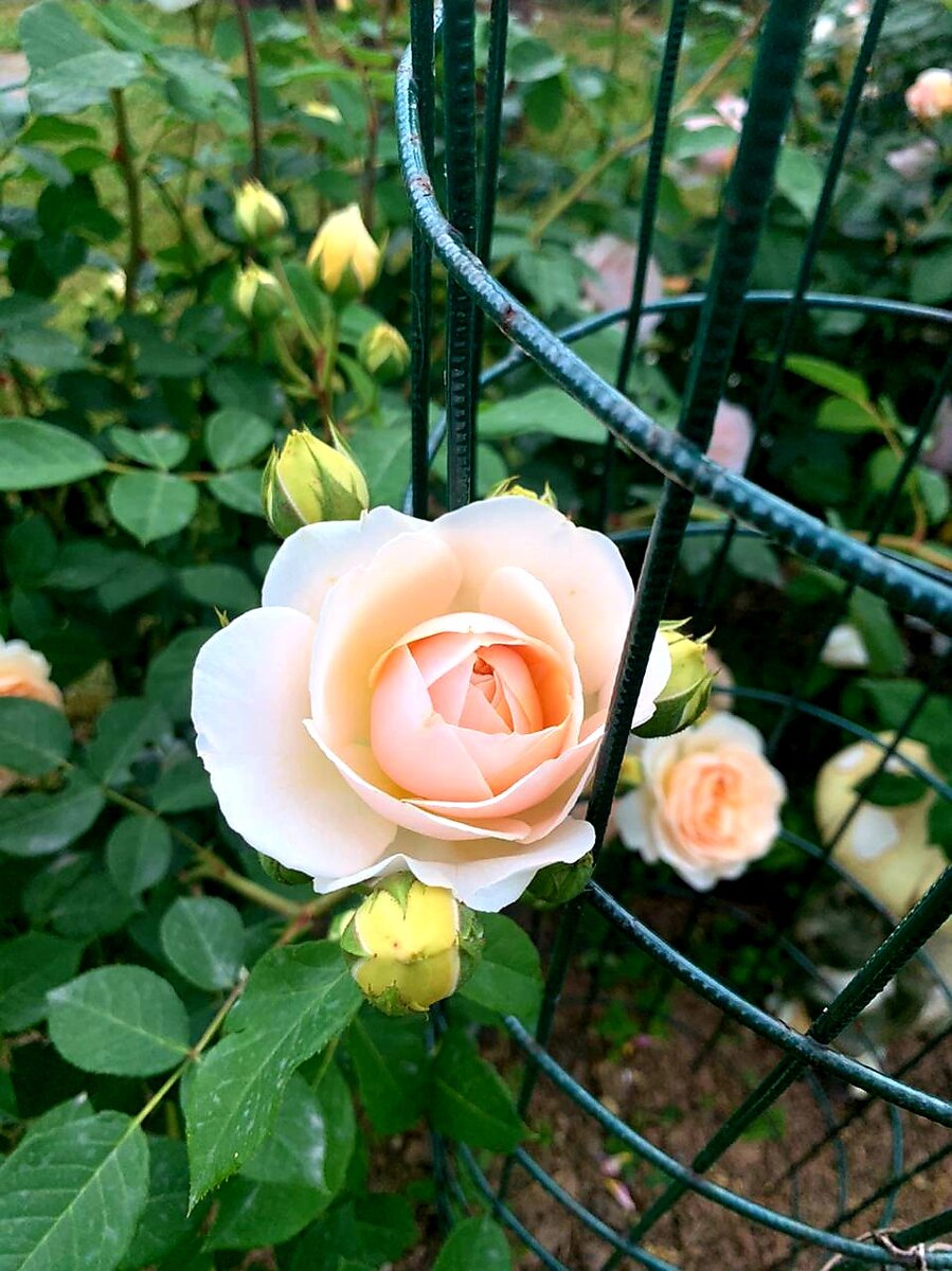 Цветочница анюта розы весной. Цветочница Анюта розы дзен. Цветочница Анюта розы. 102 Розы цветочница Анюта. Розы дзен.