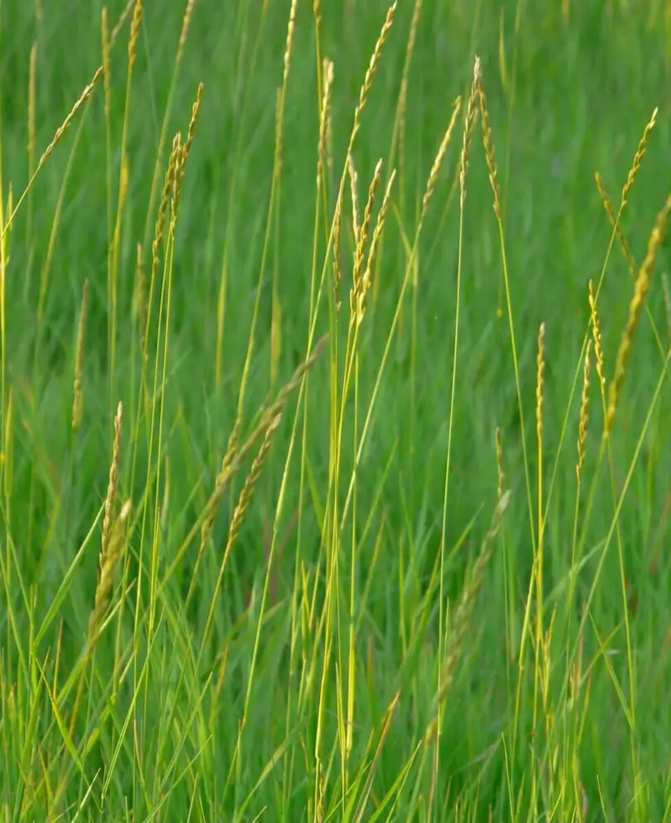 Как выглядит пырей. Пырей ползучий. Пырей ползучий (Elytrigia repens). Пырей ползучий Agropyron repens. Пырей ползучий (Elytrígia répens).