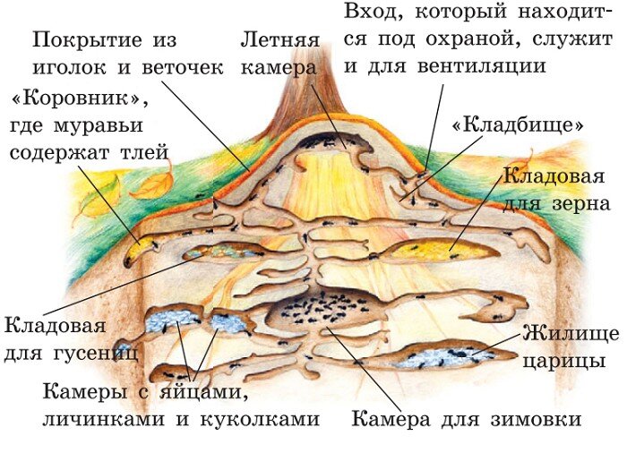 Условная схема муравейника. Изображение взято из интернета 